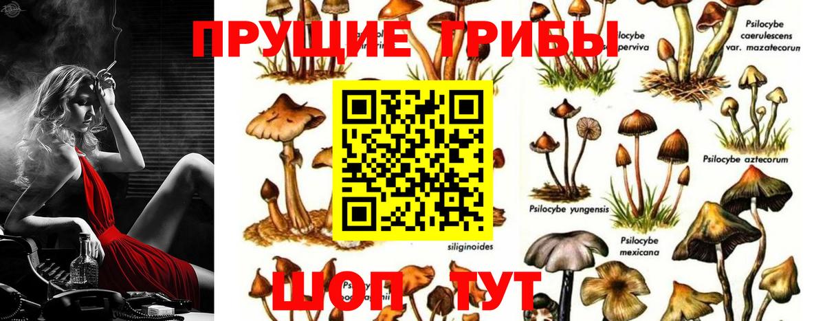 Узловая  Галлюциногенные грибы прущие грибы  Вход с VPN 